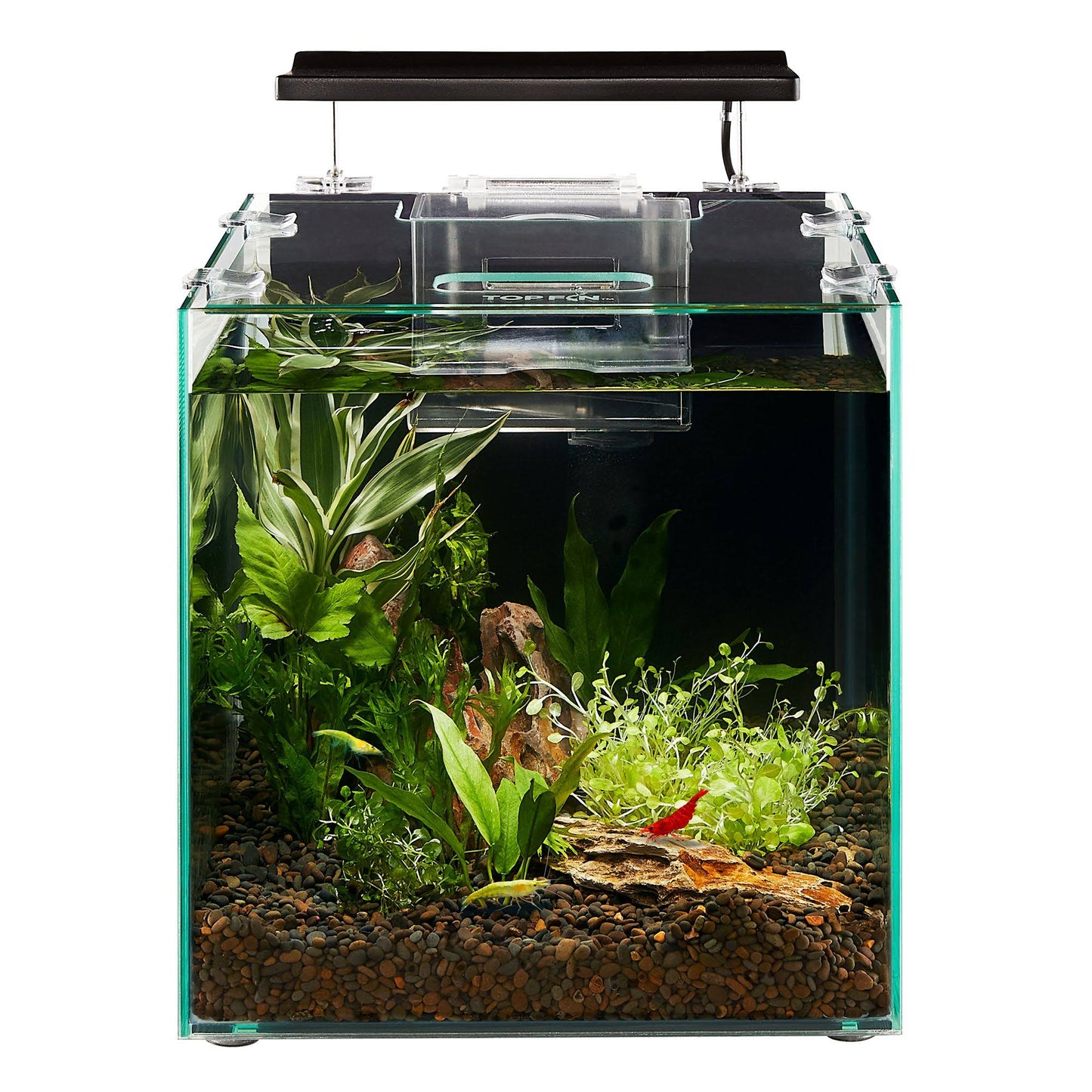 Shrimp And Plant Oasis Tank