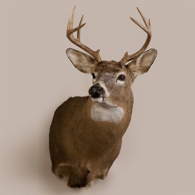 White Tail Deer Head Trophy Mount