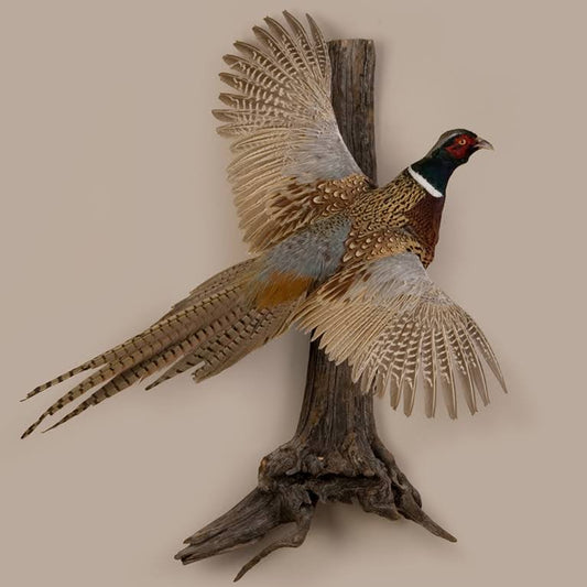 Rustic Trophy Pheasant