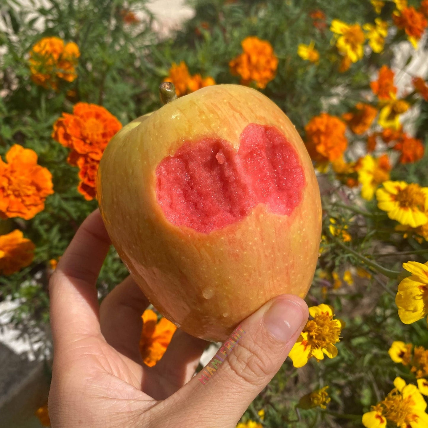 Rose Apple - Buy Organic Pink Inside Apples Online From Miami Fruit Small Box - $97